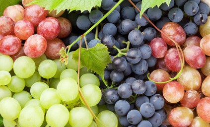 В этом году общая площадь виноградных насаждений в ЧР составила 600 га
