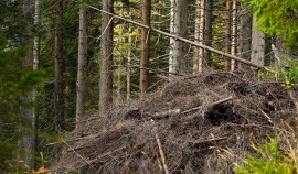 В Самашкинском лесничестве ЧР стартовали субботники