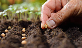 В России заготовят свыше 200 тонн семян лесных растений в этом году