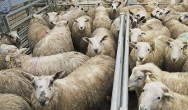 Россельхознадзор и МВД пресекли незаконный ввоз тысяч голов скота и птицы в ЧР