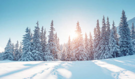 Как защитить деревья от морозов: советы от Минприроды ЧР в условиях зимних холодов