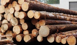 184 нарушения выявлены Россельхознадзором при ввозе лесоматериалов в ЧР