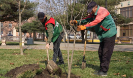 Чеченская Республика приняла участие во Всероссийском дне посадки леса