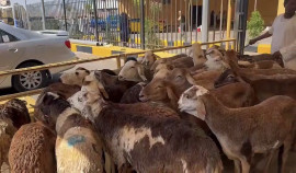 РОФ им. А.-Х. Кадырова раздал малоимущим в Священной Мекке мясо 2000 голов жертвенных овец 