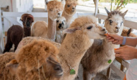 В Грозном откроется первый контактный зоопарк с альпаками