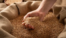 Предпринимателю из ЧР вынесено предостережение за нарушения при декларировании пшеницы