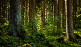 В России за год высадят не менее 1,3 миллиона гектаров леса