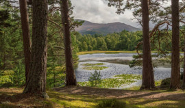 Минприроды ЧР подводит итоги конкурса детских рисунков «Лес - наш главный интерес»