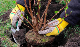 Масштабное озеленение Серноводского района: старт программы по благоустройству