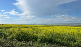Россельхознадзор выявил неиспользование сельхозугодий в Грозненском районе Чеченской Республики| грозный, чгтрк