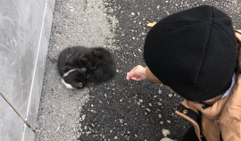 Учащиеся грозненской школы приняли участие во Всероссийской акции «Накорми бездомных животных»