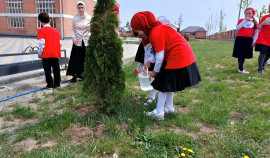 В Курчалоевском районе прошла масштабная акция «Сад памяти»