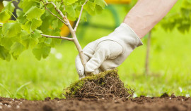 В Урус-Мартановском лесном хозяйстве прошли мероприятия по высадке саженцев ясеня