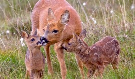 В Аллероевском лесничестве зафиксировали рост популяции косуль