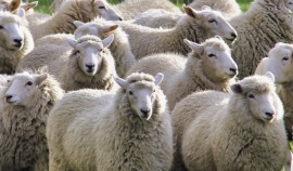 Россельхознадзор пресек незаконный ввоз 62 голов сельскохозяйственных животных в ЧР