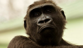 Минздрав Германии подтвердил четыре случая заболевания оспой обезьян в стране