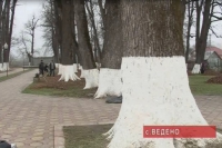 Дерево в селе Ведено может быть внесено во Всероссийскую программу «Деревья – памятники живой природы»