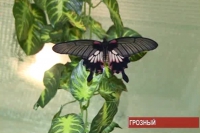 Выставка тропических бабочек в Грозном
