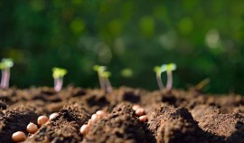 Нарушения при посеве 460 тонн семян сельхозкультур выявлены в Чеченской Республике