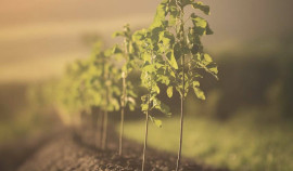 Посади дерево в честь героев: присоединяйтесь к акции «Сад памяти» этой весной!