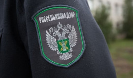 В ЧР обследовано 8,6 тыс. га земель на выявление опасных вредителей