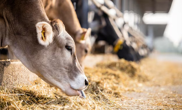 На границе Чеченской Республики предотвращен незаконный ввод тысяч голов скота