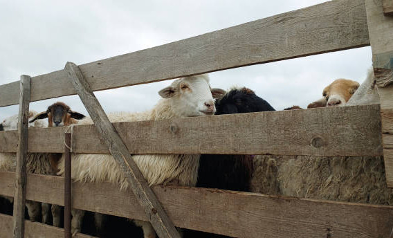 Нацпроект помог фермеру из Чеченской Республики создать рентабельное овцеводческое хозяйство