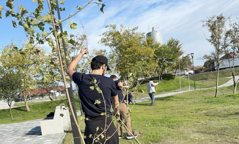 В Гелдагане высадили клены и ясени по нацпроекту «Экологическое благополучие»