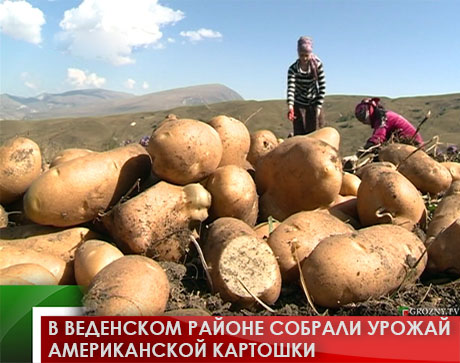 В Веденском районе собрали урожай американской картошки