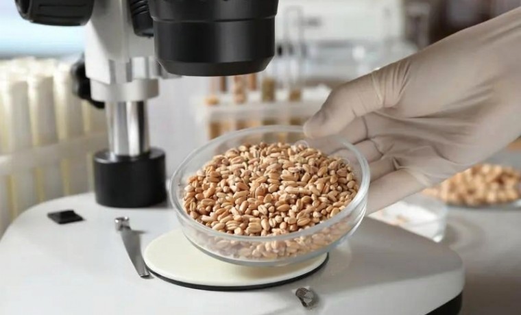 Россельхознадзор аннулировал декларацию на 3 тыс. тонн пшеницы в ЧР