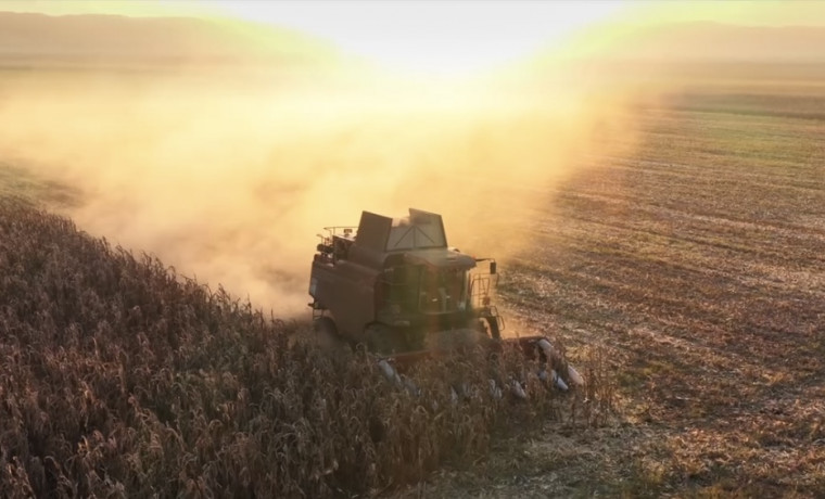 В Чеченской Республике собрали уже 42,8 тыс. тонн кукурузы