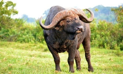Разведение буйволов в Чеченской Республике