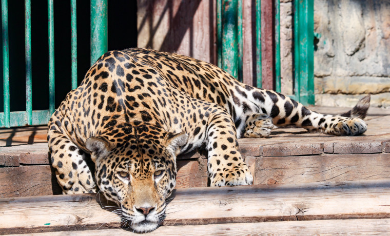 Президентский фонд природы объявил конкурс экологических проектов 2026 года