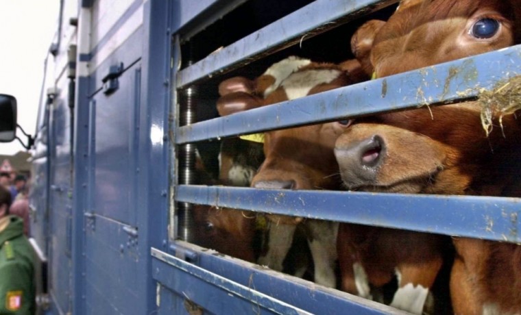 Россельхознадзор пресек незаконный ввоз более тысячи сельскохозяйственных животных в ЧР