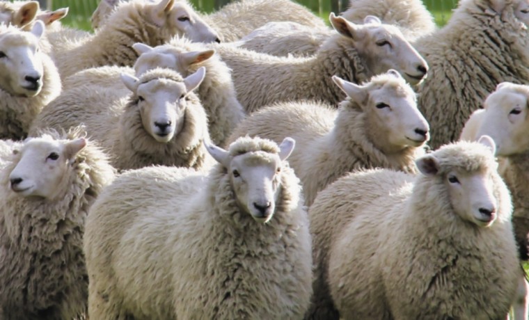 Россельхознадзор пресек незаконный ввоз 62 голов сельскохозяйственных животных в ЧР