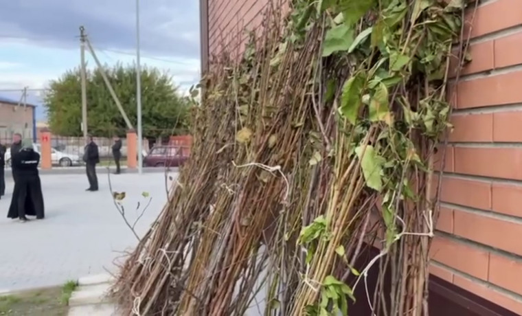 Более 500 семей в Шелковском районе получили саженцы деревьев