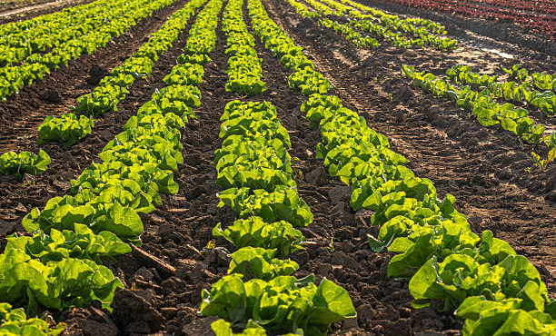 В России определили лучшего овощевода