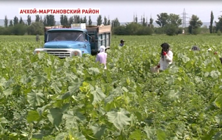 Более двух тонн огурцов с одного гектара